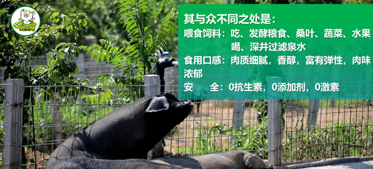 撒欢猪包子铺连锁